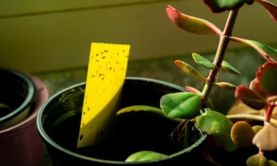 Kleine Insekten im Blumentopf bekämpfen