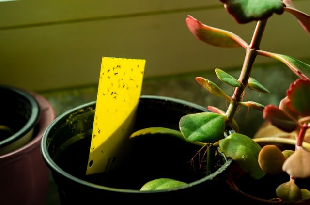 Kleine Insekten im Blumentopf bekämpfen