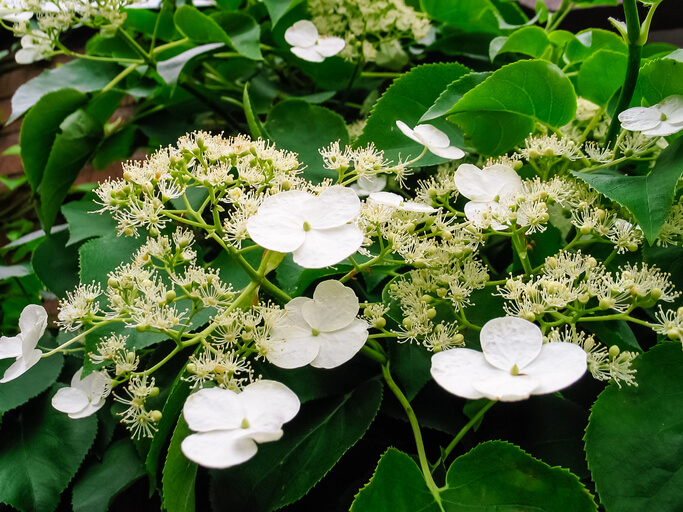 Kletterhortensie im Kübel halten