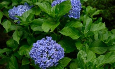 Kletterhortensie im Kübel pflanzen