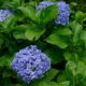 Kletterhortensie im Kübel pflanzen