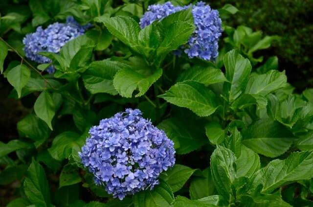Kletterhortensie im Kübel pflanzen
