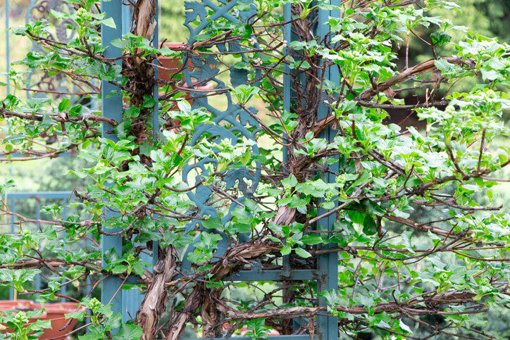 Kletterhortensien im Garten - Tipps & Wissenswertes