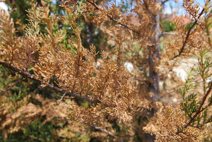 Krankheiten an Wacholder