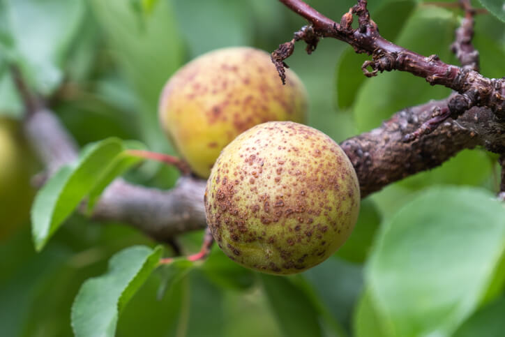Krankheiten und Pilze beim Aprikosenbaum