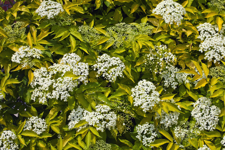 Krankheiten und Schädlinge