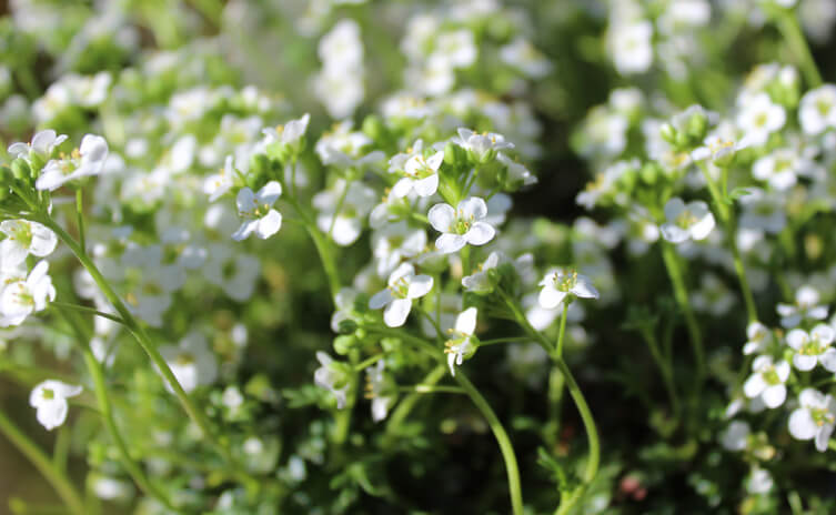 Kresse aus dem Garten