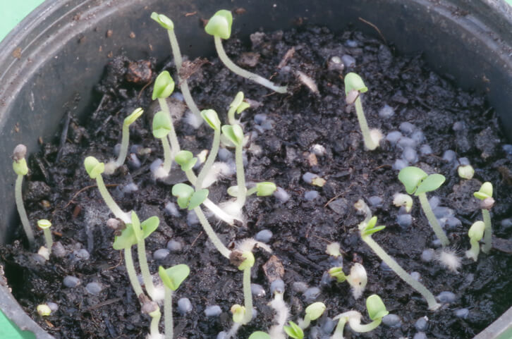 Kresse säen und ernten