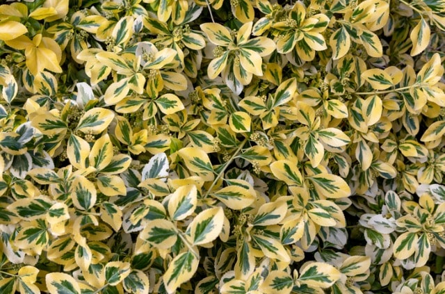 Kriechspindel richtig schneiden - Pflegetipps & Wissenswertes