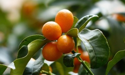 Kumquat verliert Blätter - was tun