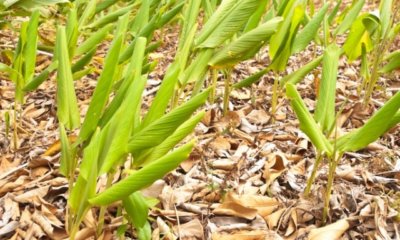 Kurkuma im Garten anbauen