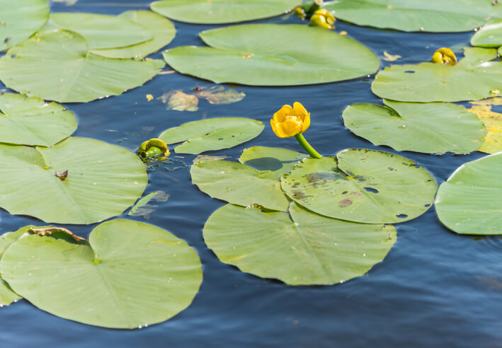 Kurzer Steckbrief der Teichrose