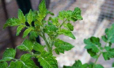 Läuse an Tomaten - was tun