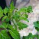 Läuse an Tomaten - was tun