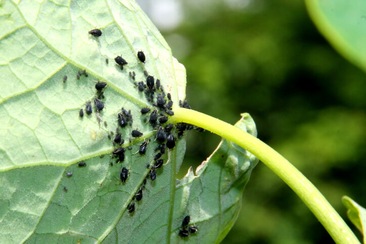 Läuseplage an Kapuzinerkresse vorbeugen