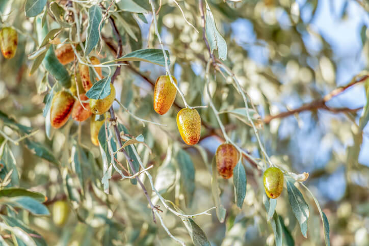 Laubabwerfende, winterharte Arten
