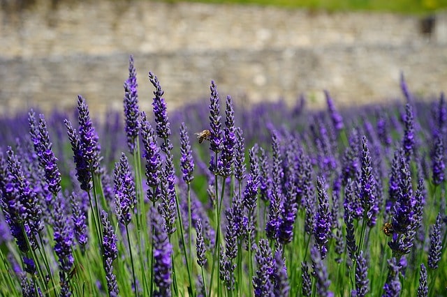 Lavendel geht plötzlich ein- was tun