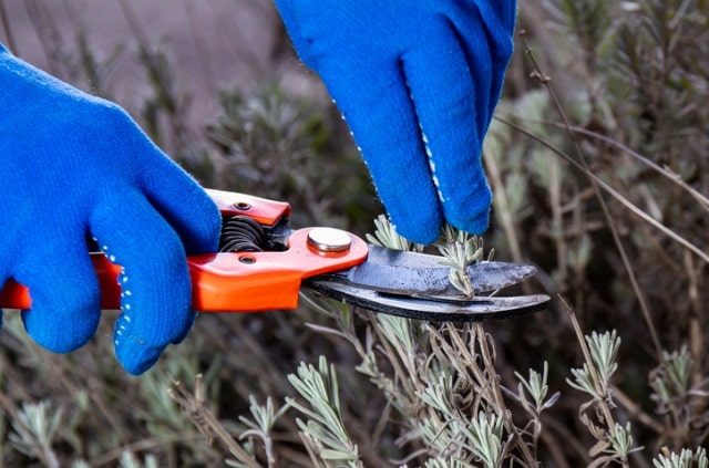 Lavendel verholzt- was tun