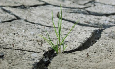 Lehmboden für Pflanzen vorbereiten