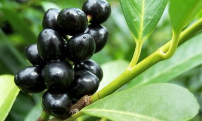 Liguster Schädlinge rechtzeitig erkennen und bekämpfen