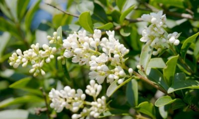 Liguster im Winter richtig pflegen