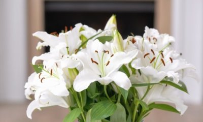 Lilie als Zimmerpflanze pflegen