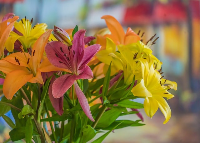 Lilien als Schnittblumen - die besten Sorten