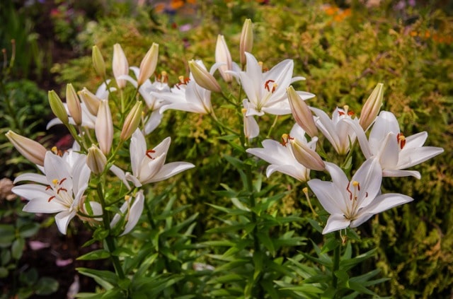 Lilien einpflanzen - eine einfache Anleitung