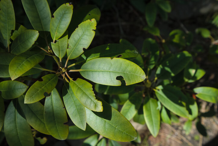 Löcher in den Blättern durch Schädlinge