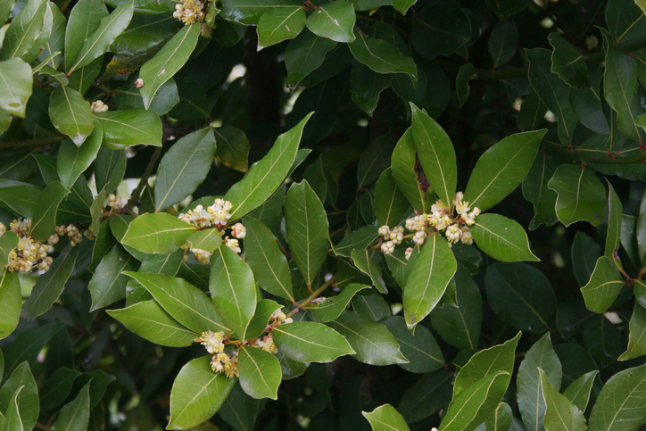 Lorbeer – Welche Arten gibt es