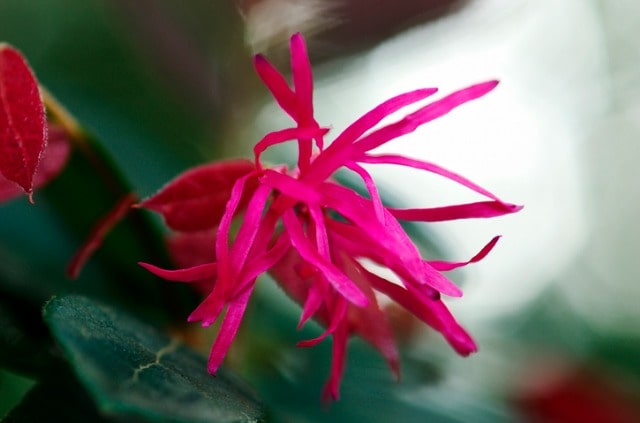 Loropetalum als Bonsai erziehen