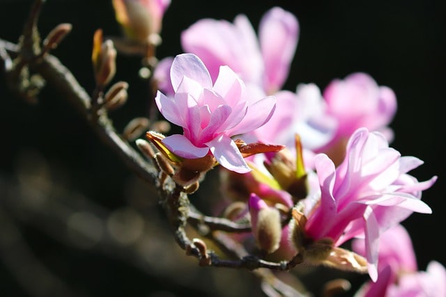 Magnolie für den Balkon - die richtige Pflege