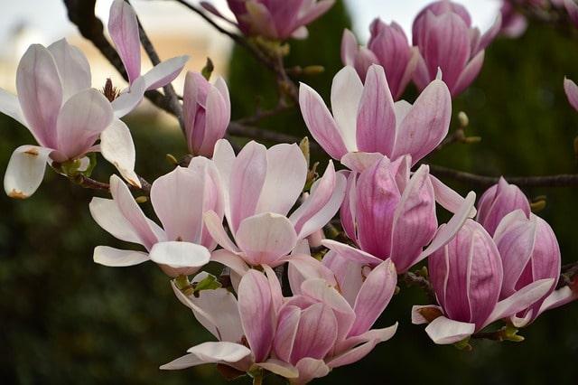 Magnolie über Stecklinge vermehren