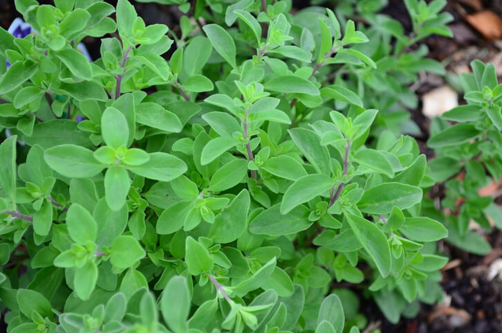 Majoran anpflanzen - Tipps