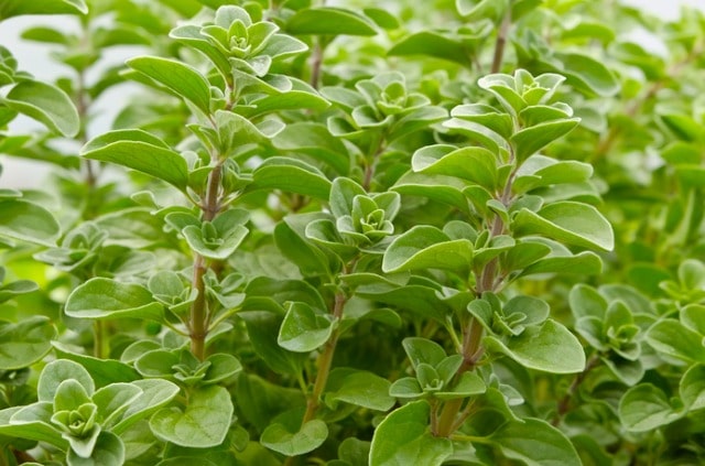 Majoran richtig pflegen - Tipps & Wissenswertes