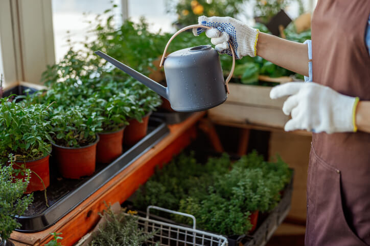 Majoran richtig pflegen