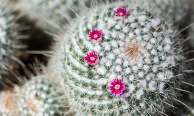 Mammillaria richtig pflegen
