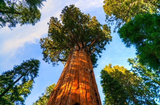 Mammutbaum pflanzen - Pflegetipps