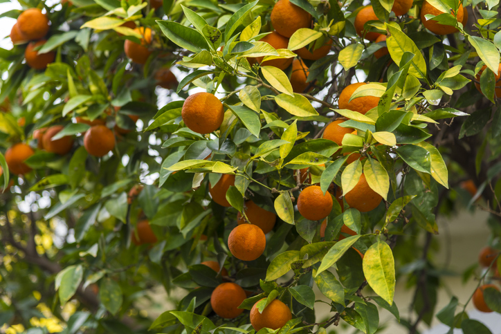Mandarinenbaum richtig schneiden - das sollten Sie beachten