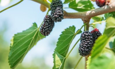 Maulbeerbaum richtig schneiden