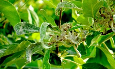 Mehltau am Apfelbaum erkennen und bekämpfen