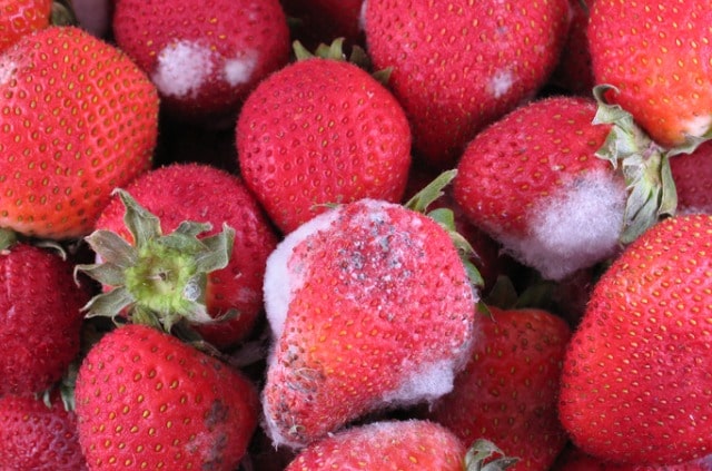 Mehltau auf Erdbeeren - was tun