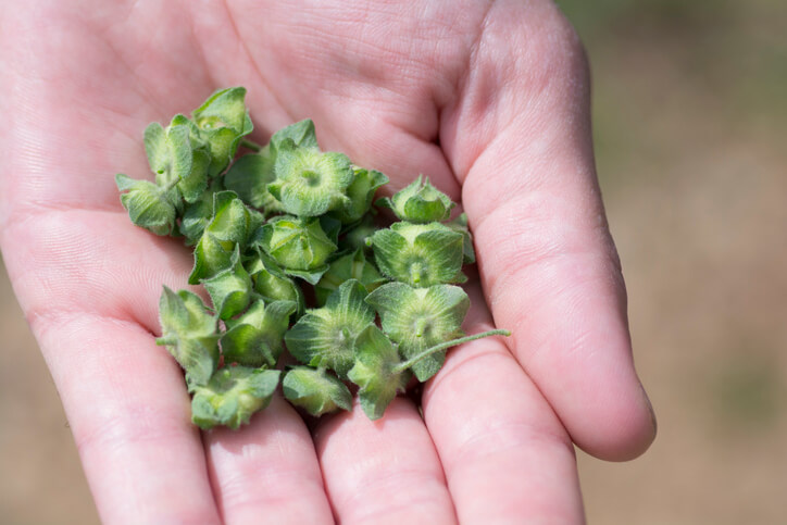Mehrjährige Sorten aussäen