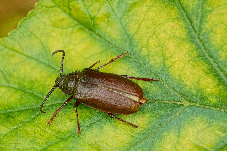 Merkmale des Himbeerkäfers