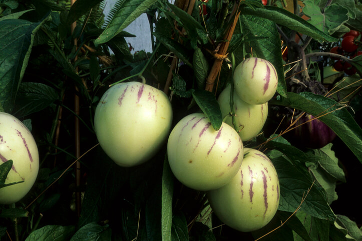 Merkmale und Wissenswertes rund um die Melonenbirne
