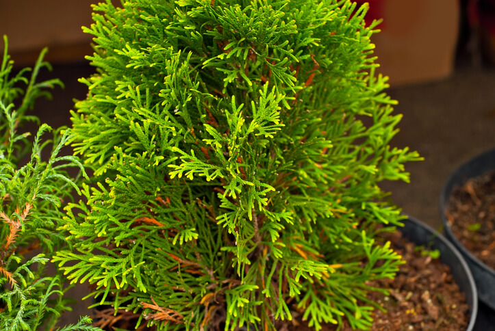 Mineralische Düngung von Thuja Brabant