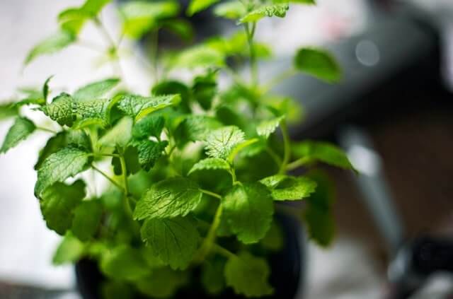 Minze im Haus erfolgreich züchten