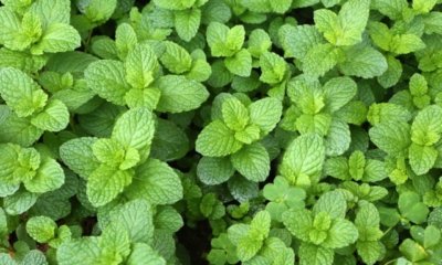 Minze richtig düngen