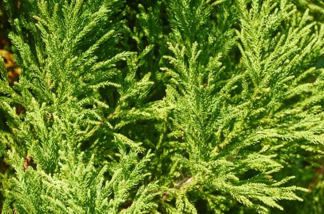 Muschelzypresse Pflege