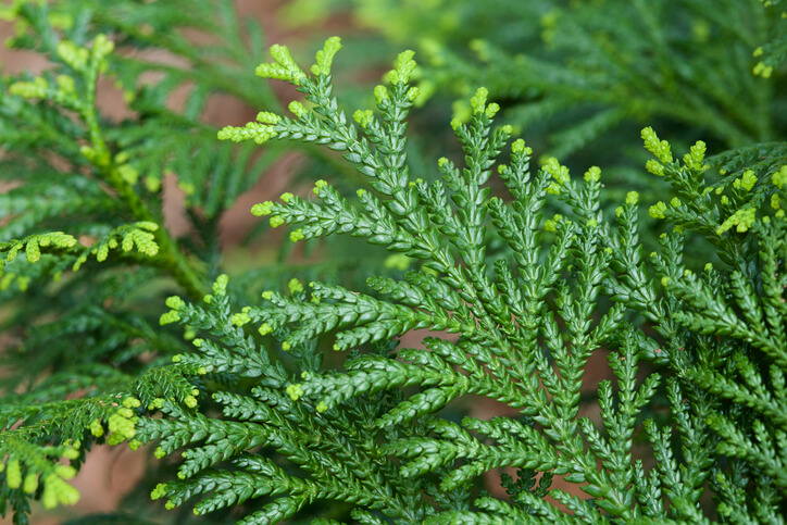 Muschelzypresse gießen